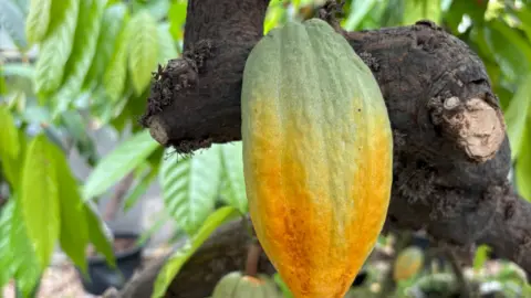 University of Reading A close-up of a cocoa bean growing on a plant 