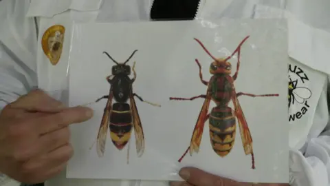 A picture being held by someone, showing the difference between an Asian hornet and a European hornet. The Asian variety, on the left, is slightly smaller, with blacker markings.