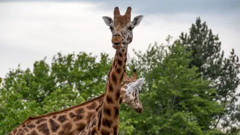 Getty Images Two Northern giraffe stand visible from shoulders up, one with its neck crossed over the other, and one looking at the camera. Trees are in the background.