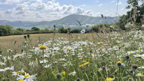 Maria Darlington Flowers in a field