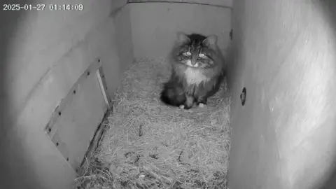 A fluffy cat in the corner of a wooden owl nest box. The image is in black and white. 