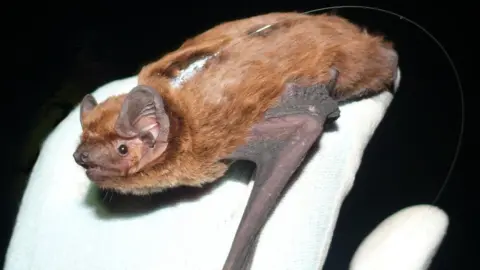 Forest Enterprise Scotland Bat