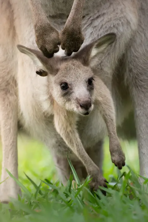 Australia Zoo Cwtch the joey in her mother's pouch