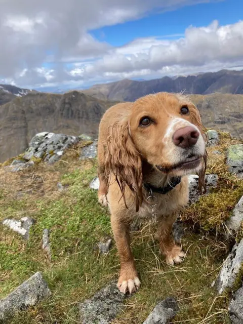 Lee Cassidy Golden-brown dog standing on rocky ground in a mountainous landscape, with rolling peaks and a partly cloudy sky in the background