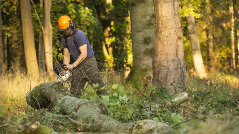 National Trust/James Dobson A ranger is pictured using a chainsaw to cut up a large tree trunk that lies on the ground. He wears an orange protective helmet, a blue T-shirt and green trousers. 