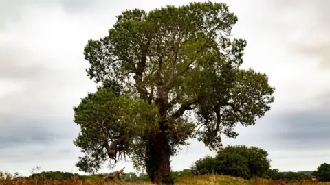 Getty Images A large tree stands alone in an open grassy field under a cloudy sky. The thick trunk and wide branches support dense green foliage spreading outward. Surrounding shrubs and distant vegetation add depth to the natural landscape.