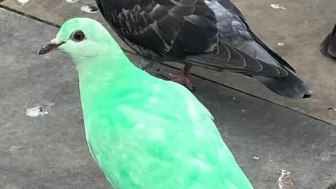 A green pigeon standing side on.