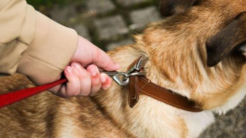 A dog's collar and lead are held by a hand