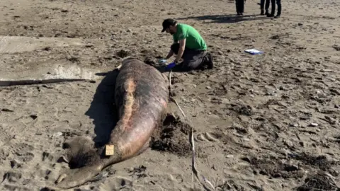 A small sperm whale on a sandy beach. There is a man knelt next to the whale which is dark grey with pink patches.