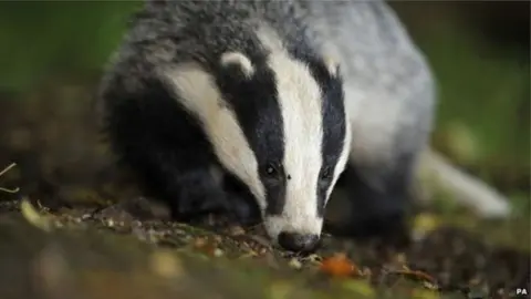 SPL Badger