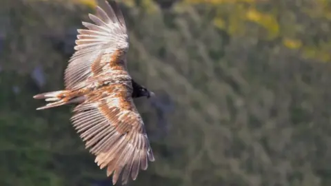 INDY KIEMEL GREENE bearded vulture in Derbyshire