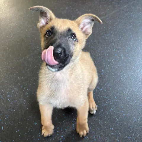 Durham Police Eight-week-old Belgian Malinois Jager. The small tan puppy is looking at the camera. His tongue is stretched out while he licks his nose.