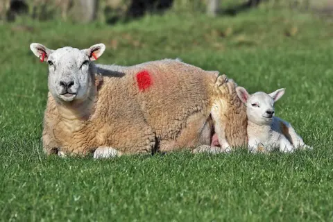 Walter Baxter A sheep lying on green grass with a small lamb curled up closely beside it. The sheep has a red marking on its wool. The background shows more grassy pasture in bright daylight.