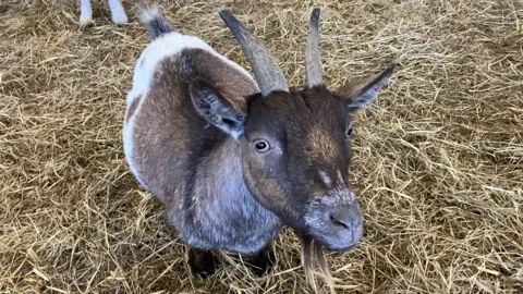 A brown and white pygmy goat standing on hay and looking up at the camera.