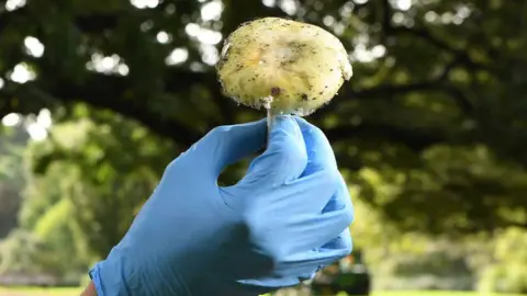 Getty Images Close-up shot of a hand in a blue glove holding up a white mushroom covered in dirt
