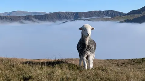 A white-and-grey Herdwick sheep stands in grass above the cloud cover and under blue skies on Knott Rigg in the Newlands Valley, Lake District, Cumbria