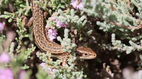WWT A common lizard