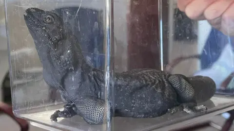 GSPCA Black water dragon