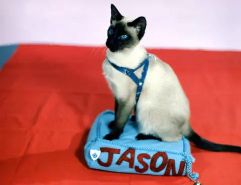 BBC Siamese cat Jason