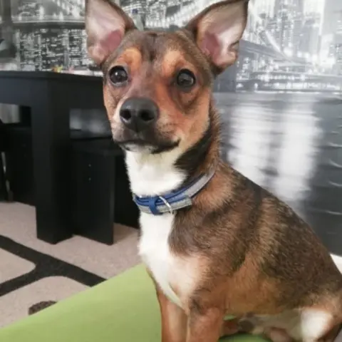 PA Media Rocky recovering at home