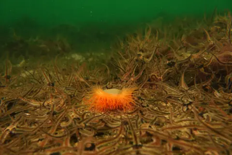 Peter Webster/NatureScot A bright orange tenticle like species sits on top of brown and black strands with a green backdrop of the loch bed. 