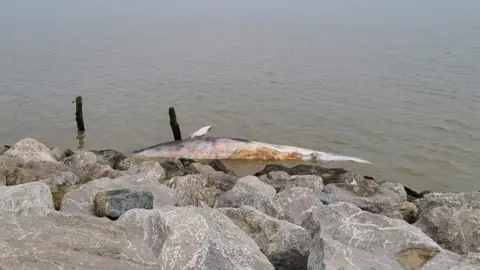 Dead whale off a beach in Suffolk