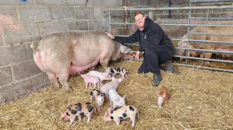 Roger Apsey Roger Apsey is sitting next to a mother pig and her piglets in a barn. There is straw on the ground and the piglets are walking around it. Some of the piglets are pink while others are pink with black spots.