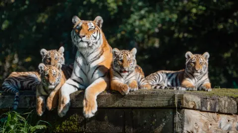 Longleat Safari Park The four cubs sitting in a group with the mother tiger on a grassy platform