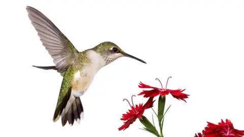 Getty Images hummingbird