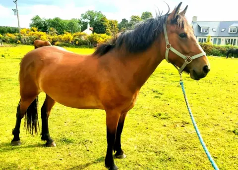 Scottish SPCA Eve the pony