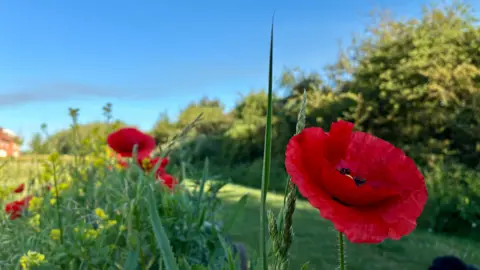 Rosies Ramble/BBC Weather Watcher Poppies in Whittlesey