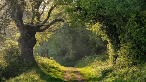 South Downs National Park Authority A forest.