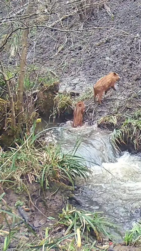 Boars leaping across a river in the Forest of Dean.