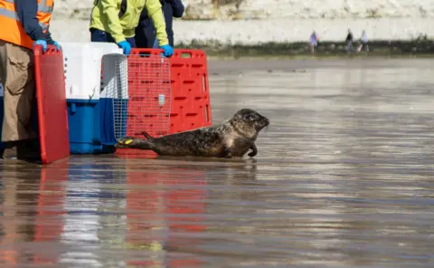 BDMLR The torso and legs of two volunteers releasing a seal into the wild. The seal is making his way from the carry-crate back into the sea. Marks caused by his entanglement with plastic rope can be seen on his neck.