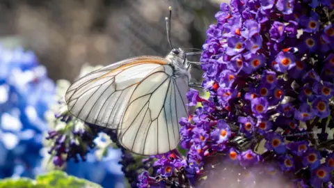 Close-up of a pale butterfly with translucent wings showing black veins feeding on vibrant purple flowers against a softly blurred background.
