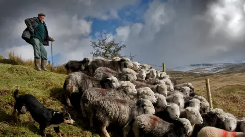 Charlie Hedley A farmer standing above a flock of Herdwick sheep 