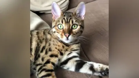 Craig Beckerleg A Bengal cat with green eyes looks at the camera