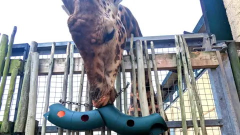 A giraffe's head extends over a fence. The animal is facing downward with its mouth pressed against a curved tube which has some holes punched into it. 
