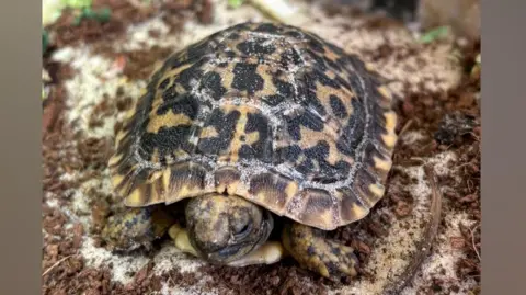 Jimmy's Farm and Wildlife Park A close-up of a small baby pancake tortoise with grains of sandy on its shell.