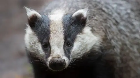 A badger looks directly towards the camera.