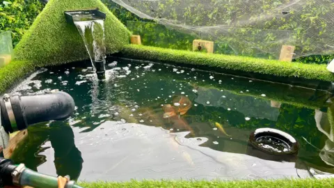 A man-made artificial fish pond. There are pipes filtering the water and a waterfall in the left corner. Four large and one small one koi carp can be seen near the bottom of the pond. Netting around the pond hangs low near to the edge of the water.