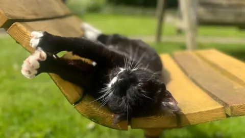 National Trust Black and white cat Mr Tibbs stretching in the sun on a bench at Clumber Park, in Worksop, Nottinghamshire.