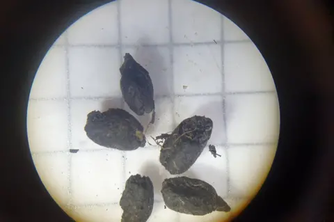 MOLA Charred spelt grains found at Field 44 on the A428 seen under the microscope