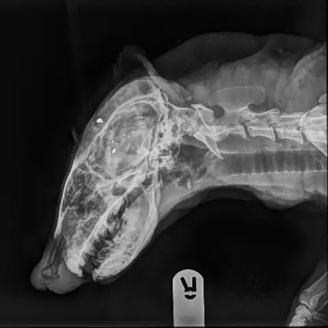 RSPCA An X-ray image of the badger that was shot, focusing on its head and neck.