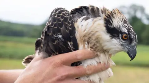 Stuart Wilson Osprey 7R4 being held up by a pair of hands