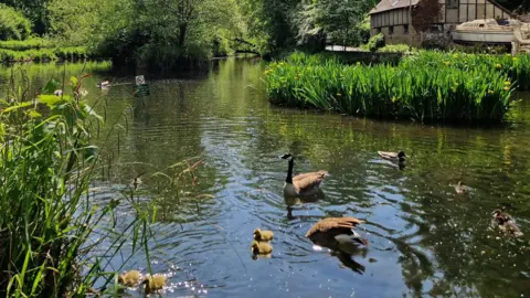 BBC/Liz Saul A pair of Canada Geese and their four goslings as well as A pair of ducks and their five ducklings swimming on Mill Pond surrounded on the bank by tall yellow Irises and grasses.