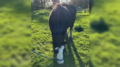 horse in field