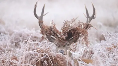 Reuters A stag lies amongst frosty foliage in Richmond Park on Saturday. Only its head and antlers are visible.