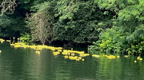 Maidenhead Lions Around 100 rubber ducks floating in the river with trees on the bank behind them.