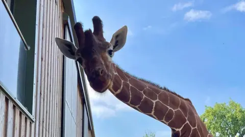 Natural History Consortium Giraffe